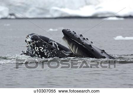 Humpback whale (Megaptera novaeangliae) feeding close to ice bergs. Antarctica View Large Photo Image Stock Photography - Humpback whale (Megaptera novaeangliae) feeding close to ice bergs. Antarctica. Fotosearch