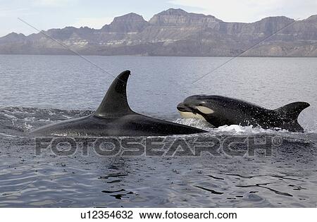 Killer Whale (Orcinus orca). Mother and calf. Gulf of California. (rr) View Large Photo Image Stock Image - Killer Whale (Orcinus orca). Mother and calf. Gulf of California. (rr). Fotosearch