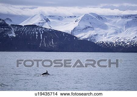 Minke whale (Balaenoptera acutorostrata) surfacing in fjord with snow capped mountains behind. Husavik, Iceland. View Large Photo Image Picture - Minke whale (Balaenoptera acutorostrata) surfacing in fjord with snow capped mountains behind. Husavik, Iceland.. Fotosearch