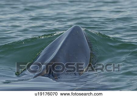 Minke whale (Balaenoptera acutorostrata) surfacing in the green coloured water. Although exposed, she still has both blowholes tightly closed. Note the pronounced ridge on the rostrum, a main feature of rorqual whales. St. Lawrence estuary, Canada Sequenc View Large Photo Image Stock Image - Minke whale (Balaenoptera acutorostrata) surfacing in the green coloured water. Although exposed, she still has both blowholes tightly closed. Note the pronounced ridge on the rostrum, a main feature of rorqual whales. St. Lawrence estuary, Canada Sequenc. Fotosearch