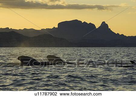 Stock Image - Short finned pilot whale (Globicephala macrorynchus). Two pilot whales resting at the surface at evening. Gulf of California.. Fotosearch