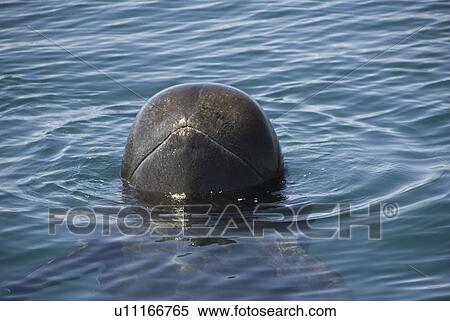 Short finned pilot whale (Globicephala macrorynchus). A spy hopping pilot whale. Gulf of California. View Large Photo Image Stock Photography - Short finned pilot whale (Globicephala macrorynchus). A spy hopping pilot whale. Gulf of California.. Fotosearch