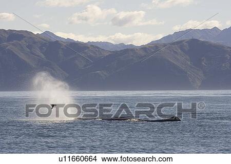 Picture - Sperm whale (Physeter macrocephalus). Kaikoura, South Island, New Zealand. Fotosearch