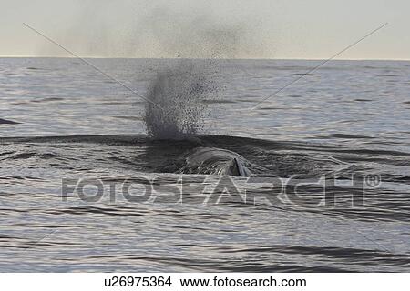 Picture - Sperm whale (Physeter macrocephalus). Kaikoura, South Island, New Zealand. Fotosearch