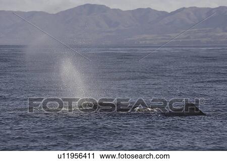 Stock Image - Sperm whale (Physeter macrocephalus), Kaikoura, New Zealand. Fotosearch