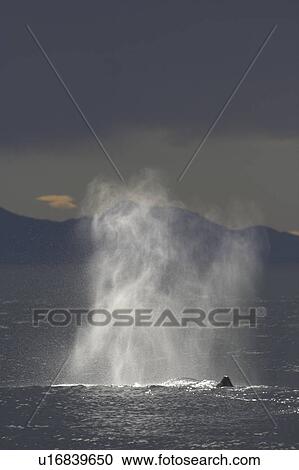 Sperm whale (Physeter macrocephalus) exhaling at surface beneath stormy sky, Kaikoura, South Island, New Zealand View Large Photo Image Stock Image - Sperm whale (Physeter macrocephalus) exhaling at surface beneath stormy sky, Kaikoura, South Island, New Zealand. Fotosearch