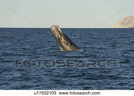 Sperm whale. (Physeter macrocephalus). A breaching sperm whale. Gulf of California. View Large Photo Image Stock Image - Sperm whale. (Physeter macrocephalus). A breaching sperm whale. Gulf of California.. Fotosearch