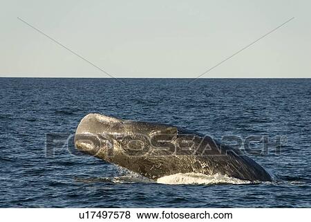 Stock Photo - Sperm whale. (Physeter macrocephalus). A breaching sperm whale lands on its back. Gulf of California.. Fotosearch