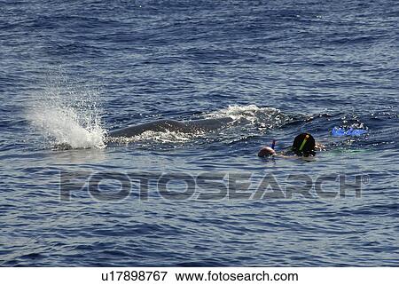 Sperm whale. (Physeter macrocephalus). A very relaxed sperm whale passes two swimmers. Caribbean. View Large Photo Image Stock Photo - Sperm whale. (Physeter macrocephalus). A very relaxed sperm whale passes two swimmers. Caribbean.. Fotosearch