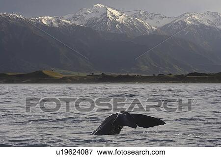 Sperm whale (Physeter macrocephalus). Kaikoura, South Island, New Zealand View Large Photo Image Stock Photo - Sperm whale (Physeter macrocephalus). Kaikoura, South Island, New Zealand. Fotosearch