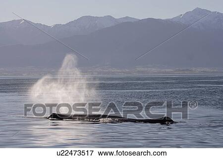 Sperm whale (Physeter macrocephalus) exhaling at surface Kaikoura, South Island, New Zealand View Large Photo Image Stock Photo - Sperm whale (Physeter macrocephalus) exhaling at surface Kaikoura, South Island, New Zealand. Fotosearch