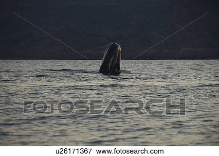 Stock Photo - Sperm whale. (Physeter macrocephalus). A sperm whale breaches with its mouth open. Gulf of California.. Fotosearch