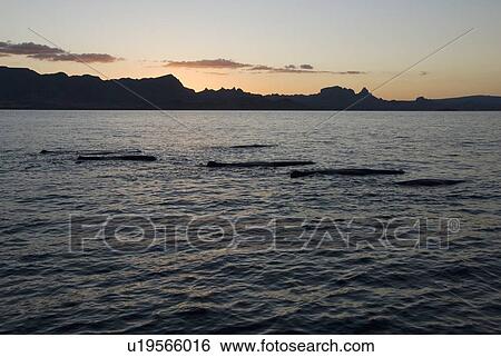 Sperm whale. (Physeter macrocephalus). A group of sperm whales at sundown. Gulf of California. View Large Photo Image Stock Photograph - Sperm whale. (Physeter macrocephalus). A group of sperm whales at sundown. Gulf of California.. Fotosearch