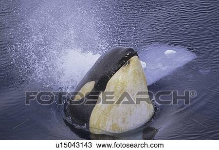Spyhopping Killer Whale (Orcinus Orca). McMurdo ice channel, Ross Sea, Antarctica View Large Photo Image Stock Image - Spyhopping Killer Whale (Orcinus Orca). McMurdo ice channel, Ross Sea, Antarctica. Fotosearch