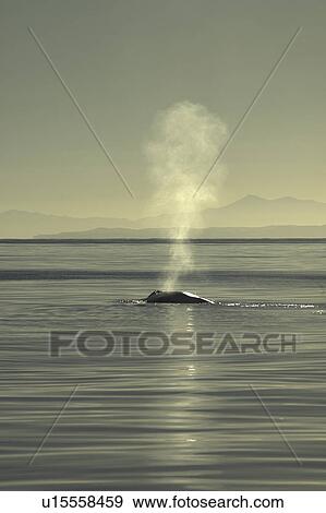 Stock Photo - The blow of a blue whale (Balaenoptera musculus). Gulf of California. (rr). Fotosearch