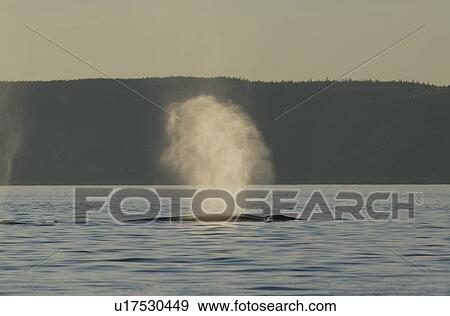 Tiny water droplets catch the last light of the setting sun as this Finback whale (Balaenoptera physalus) exhales blasting the air compressed in its huge lungs high into the air. St. Lawrence estuary, Canada View Large Photo Image Stock Photo - Tiny water droplets catch the last light of the setting sun as this Finback whale (Balaenoptera physalus) exhales blasting the air compressed in its huge lungs high into the air. St. Lawrence estuary, Canada. Fotosearch