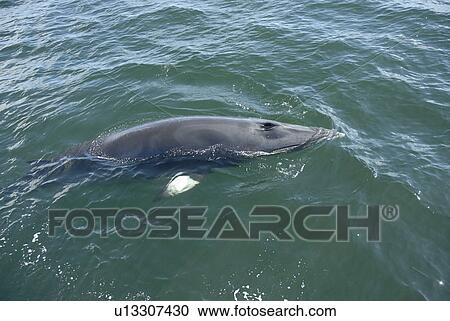 Stock Image - Very slowly, a curious Minke whale (Balaenoptera acutorostrata) surfaces spreading its pectoral fins perpendicular to its body. St. Lawrence estuary, Canada. Fotosearch
