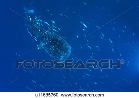 Stock Image - Whaleshark (Rhyncodan typus). Seychelles.. Fotosearch