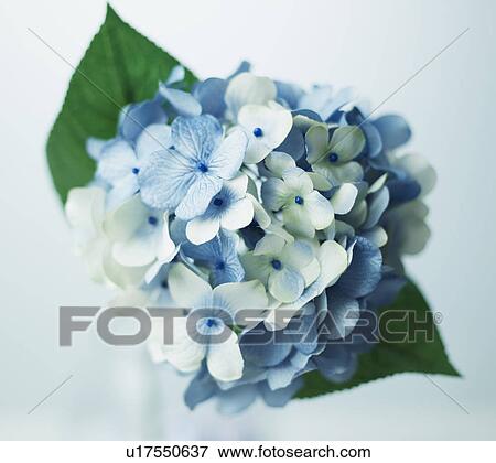 Blue Flowers View Large Photo Image Stock Photo - Blue Flowers. Fotosearch
