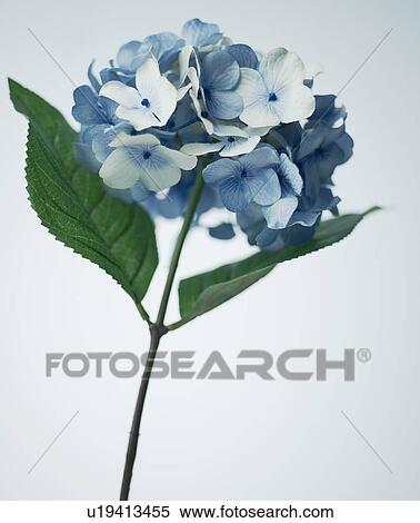 Blue Flowers View Large Photo Image Stock Photography - Blue Flowers. Fotosearch