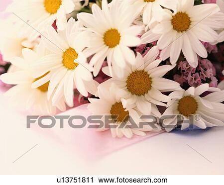 Bunch Of Transvaal Dasies View Large Photo Image Stock Image - Bunch Of Transvaal Dasies. Fotosearch