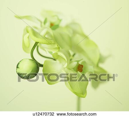 Stock Image - Close-Up of Orchid. Fotosearch