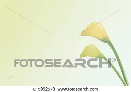 Color View Large Photo Image Stock Image - Color. Fotosearch