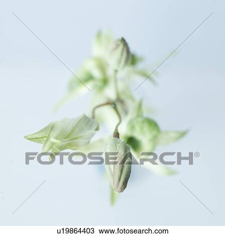 Stock Image - Flower. Fotosearch
