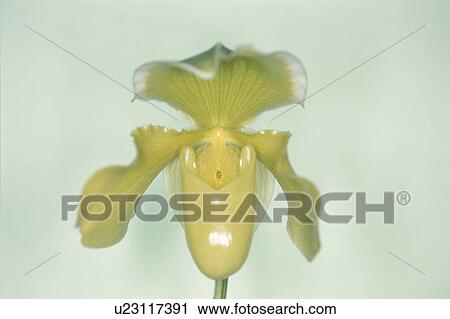 Stock Image - Flower. Fotosearch