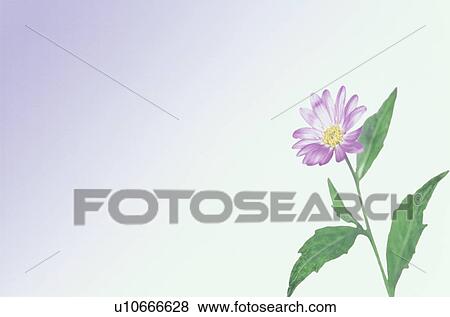 Stock Photo - Flower. Fotosearch