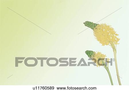 Stock Photo - Flower. Fotosearch