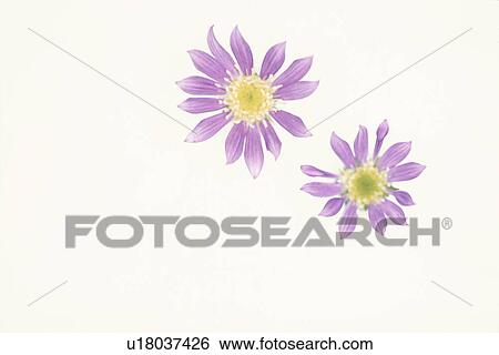 Stock Photograph - Flower. Fotosearch