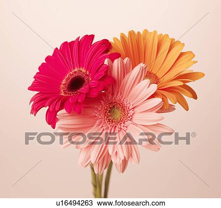 Gerbera Flowers View Large Photo Image Stock Image - Gerbera Flowers. Fotosearch