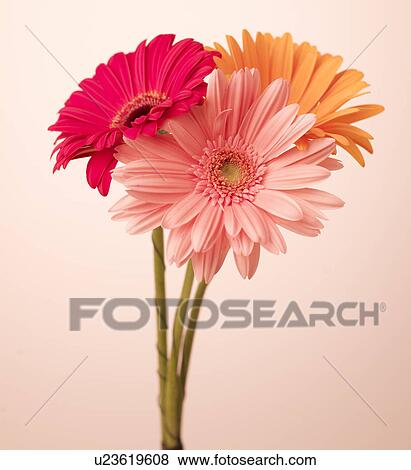 Stock Photo - Gerbera Flowers. Fotosearch
