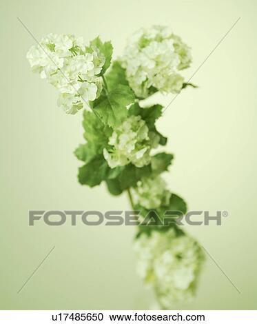Stock Image - Green Flowers. Fotosearch