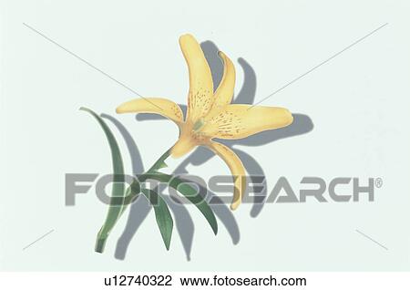 Lily View Large Photo Image Stock Image - Lily. Fotosearch
