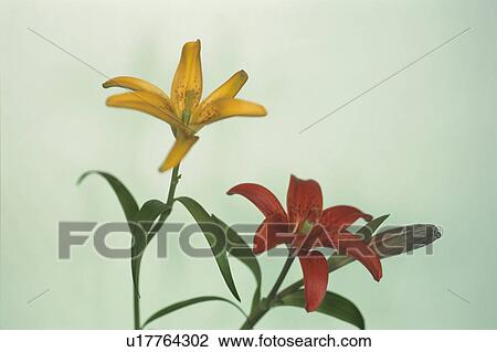 Lily View Large Photo Image Stock Image - Lily. Fotosearch