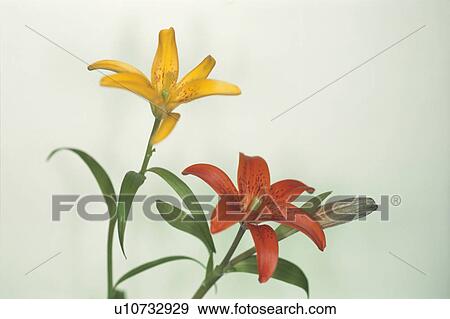 Lily View Large Photo Image Stock Photo - Lily. Fotosearch
