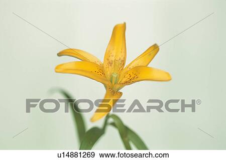 Stock Photo - Lily. Fotosearch