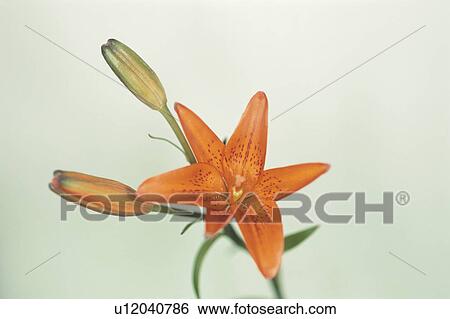 Lily View Large Photo Image Stock Photograph - Lily. Fotosearch