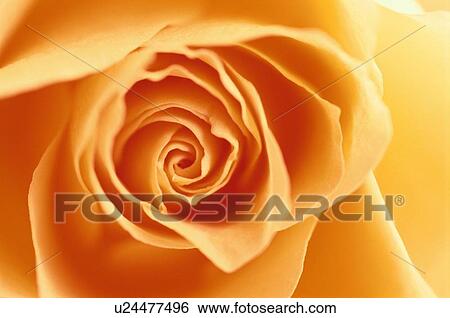 Stock Photograph - Orange Rose. Fotosearch