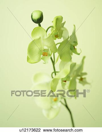 Orchid Flowers View Large Photo Image Stock Image - Orchid Flowers. Fotosearch