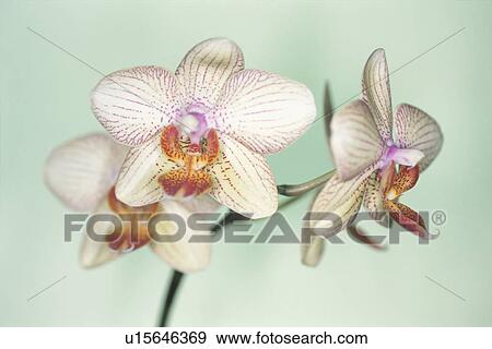 Phalaenopsis View Large Photo Image Stock Photo - Phalaenopsis. Fotosearch