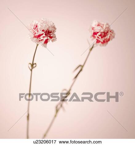 Stock Photo - Pink Carnation Flowers. Fotosearch
