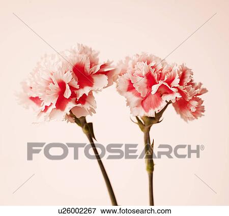 Pink Carnation Flowers View Large Photo Image Stock Photo - Pink Carnation Flowers. Fotosearch