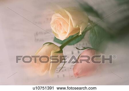 Pink Roses On Sheet Music View Large Photo Image Stock Image - Pink Roses On Sheet Music. Fotosearch