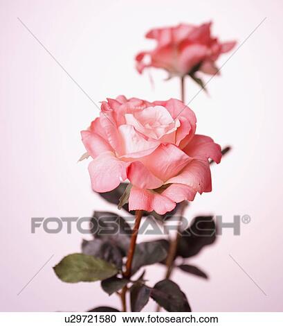 Pink Roses View Large Photo Image Stock Image - Pink Roses. Fotosearch