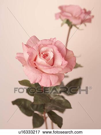 Pink Roses View Large Photo Image Stock Photo - Pink Roses. Fotosearch
