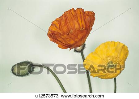 Stock Image - Poppy. Fotosearch