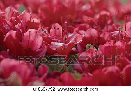 Red Azalea Flowers View Large Photo Image Stock Image - Red Azalea Flowers. Fotosearch
